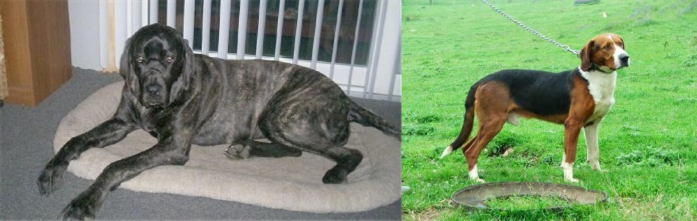 Serbian Tricolour Hound vs Giant Maso Mastiff - Breed Comparison