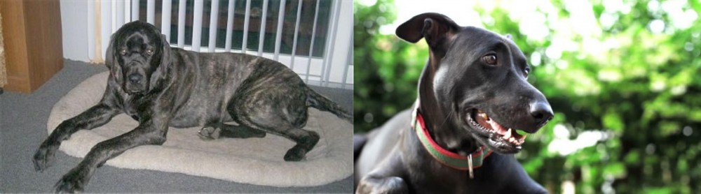 Shepard Labrador vs Giant Maso Mastiff - Breed Comparison