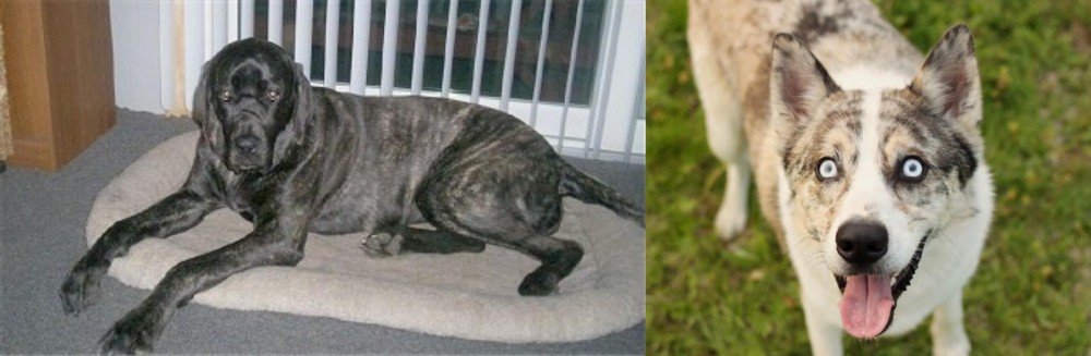Shepherd Husky vs Giant Maso Mastiff - Breed Comparison
