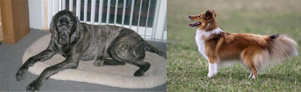 Shetland Sheepdog vs Giant Maso Mastiff - Breed Comparison