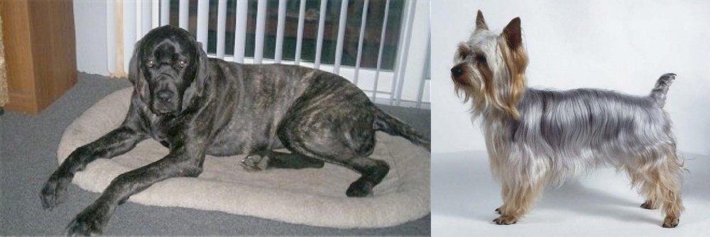 Silky Terrier vs Giant Maso Mastiff - Breed Comparison