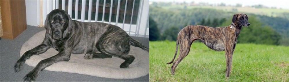 Sloughi vs Giant Maso Mastiff - Breed Comparison