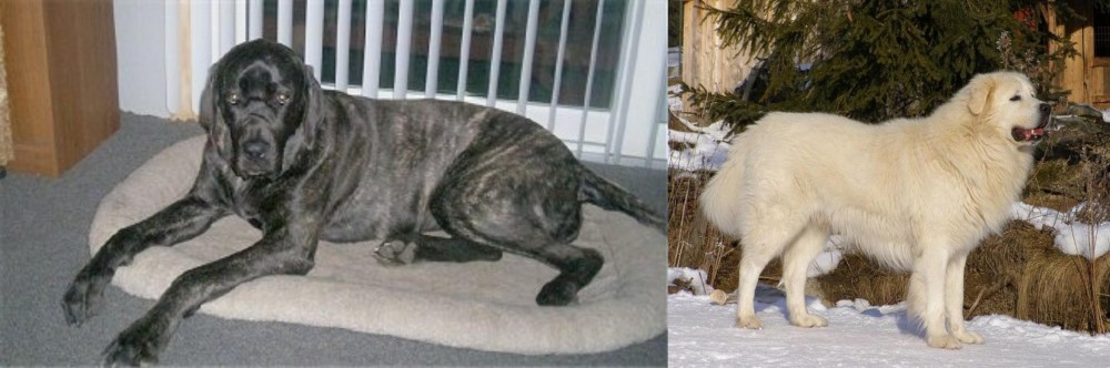 Slovak Cuvac vs Giant Maso Mastiff - Breed Comparison