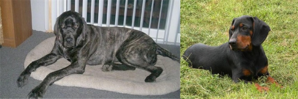 Slovakian Hound vs Giant Maso Mastiff - Breed Comparison
