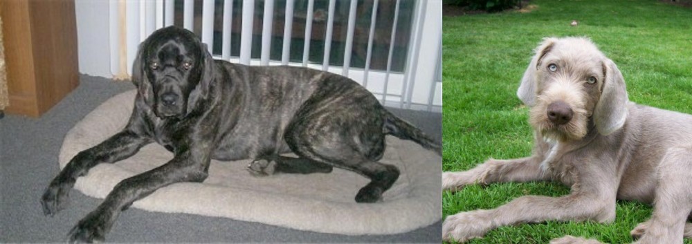 Slovakian Rough Haired Pointer vs Giant Maso Mastiff - Breed Comparison