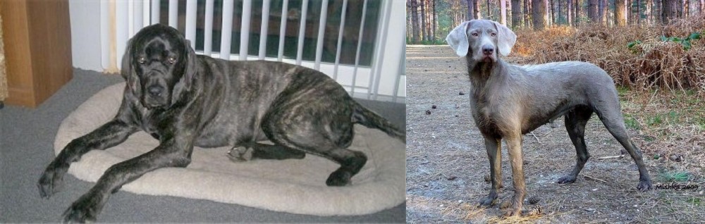 Slovensky Hrubosrsty Stavac vs Giant Maso Mastiff - Breed Comparison