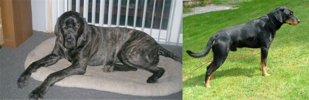 Smalandsstovare vs Giant Maso Mastiff - Breed Comparison