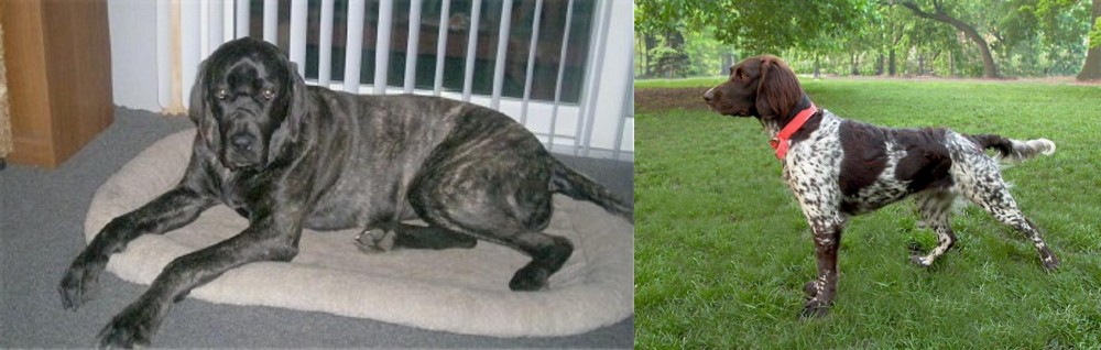 Small Munsterlander vs Giant Maso Mastiff - Breed Comparison