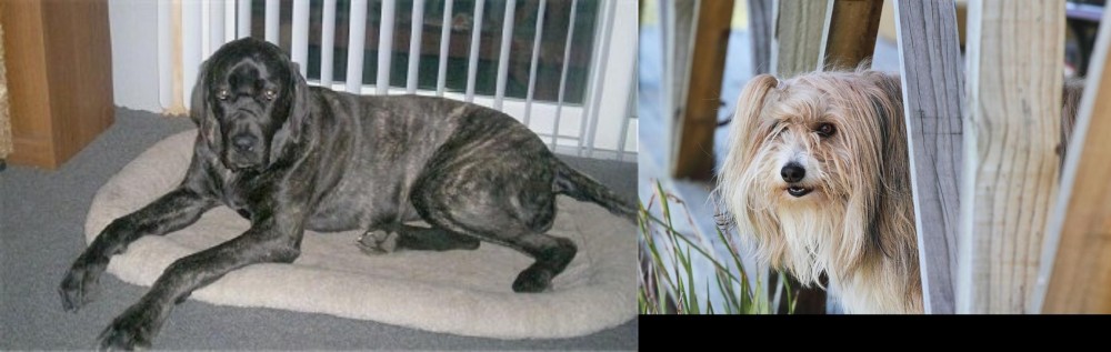 Smithfield vs Giant Maso Mastiff - Breed Comparison