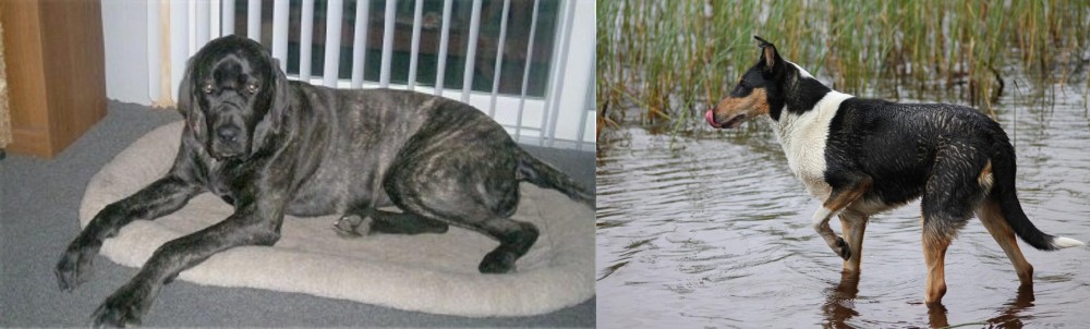 Smooth Collie vs Giant Maso Mastiff - Breed Comparison