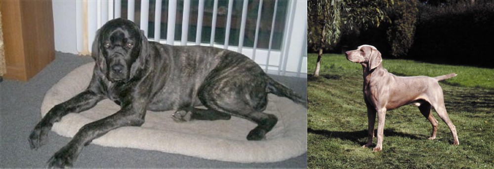 Smooth Haired Weimaraner vs Giant Maso Mastiff - Breed Comparison