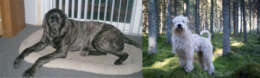 Soft-Coated Wheaten Terrier vs Giant Maso Mastiff - Breed Comparison