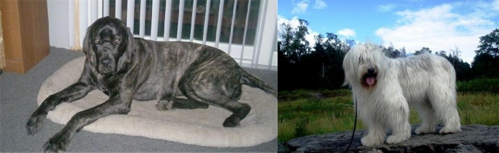 South Russian Ovcharka vs Giant Maso Mastiff - Breed Comparison