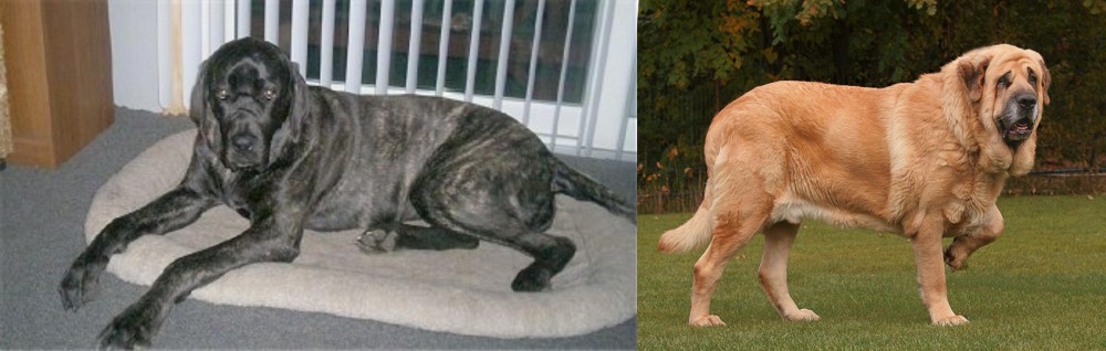 Spanish Mastiff vs Giant Maso Mastiff - Breed Comparison