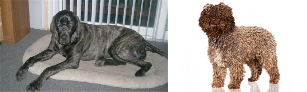Spanish Water Dog vs Giant Maso Mastiff - Breed Comparison