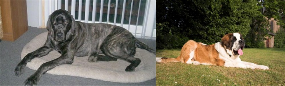 St. Bernard vs Giant Maso Mastiff - Breed Comparison