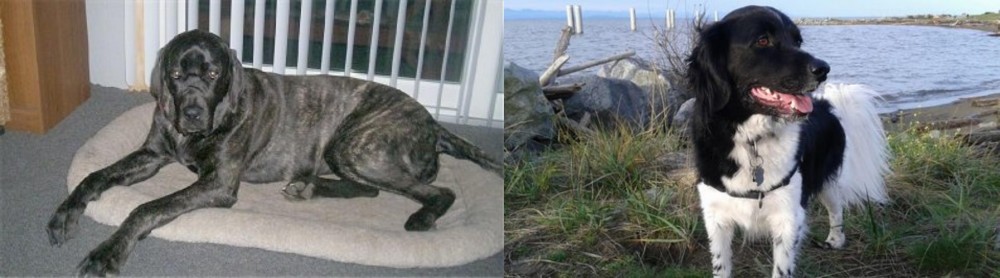 Stabyhoun vs Giant Maso Mastiff - Breed Comparison