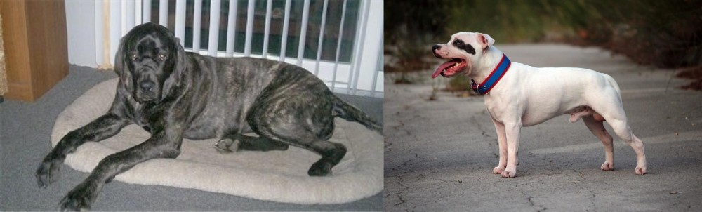 Staffordshire Bull Terrier vs Giant Maso Mastiff - Breed Comparison