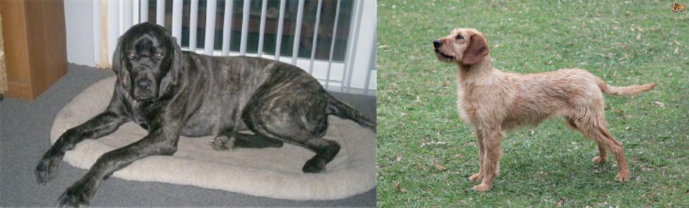 Styrian Coarse Haired Hound vs Giant Maso Mastiff - Breed Comparison