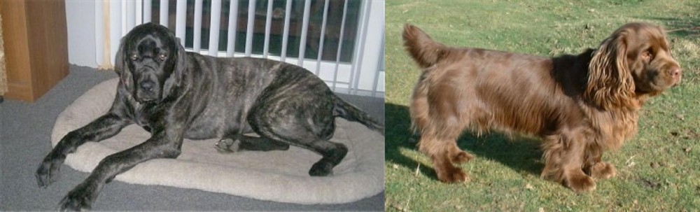 Sussex Spaniel vs Giant Maso Mastiff - Breed Comparison