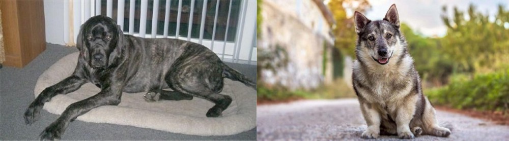 Swedish Vallhund vs Giant Maso Mastiff - Breed Comparison