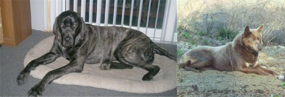 Tahltan Bear Dog vs Giant Maso Mastiff - Breed Comparison