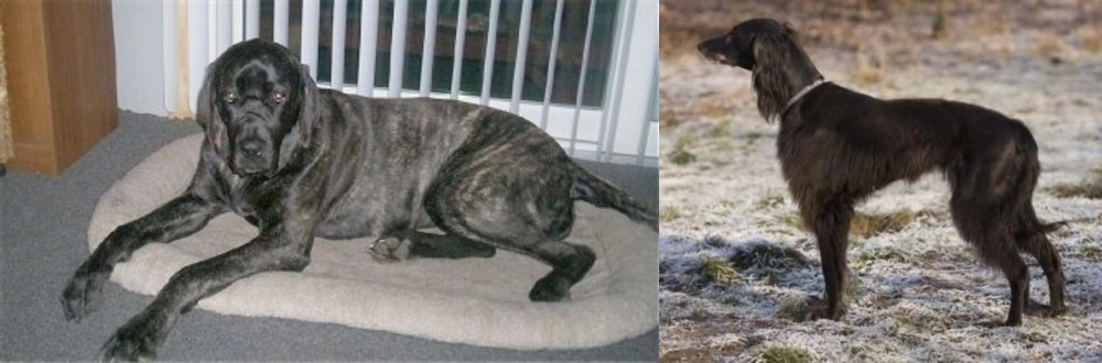 Taigan vs Giant Maso Mastiff - Breed Comparison