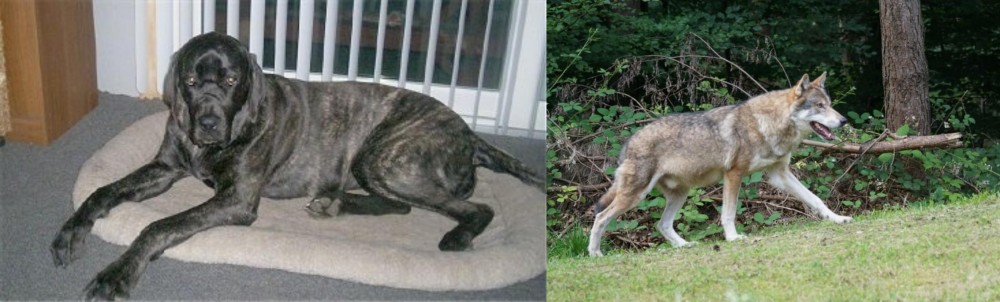 Tamaskan vs Giant Maso Mastiff - Breed Comparison