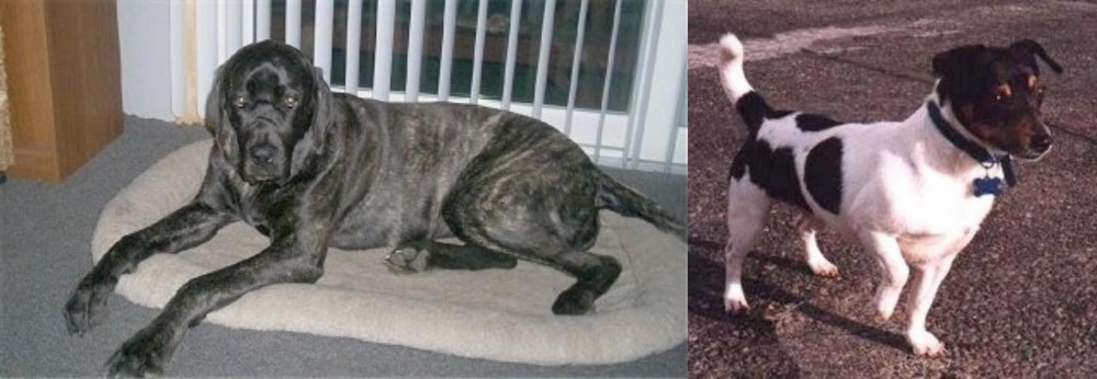 Teddy Roosevelt Terrier vs Giant Maso Mastiff - Breed Comparison