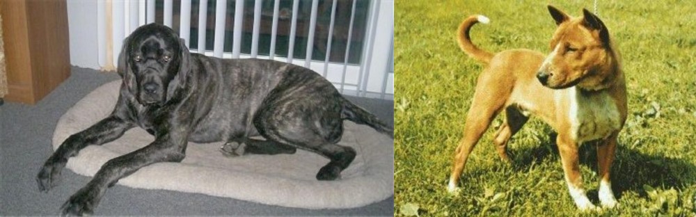 Telomian vs Giant Maso Mastiff - Breed Comparison
