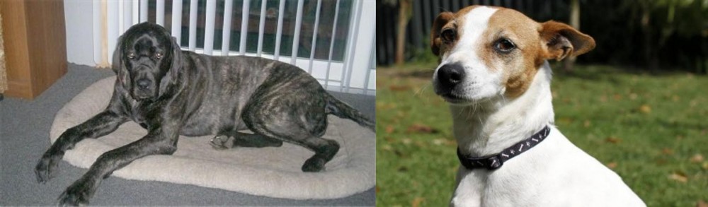 Tenterfield Terrier vs Giant Maso Mastiff - Breed Comparison