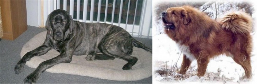 Tibetan Kyi Apso vs Giant Maso Mastiff - Breed Comparison