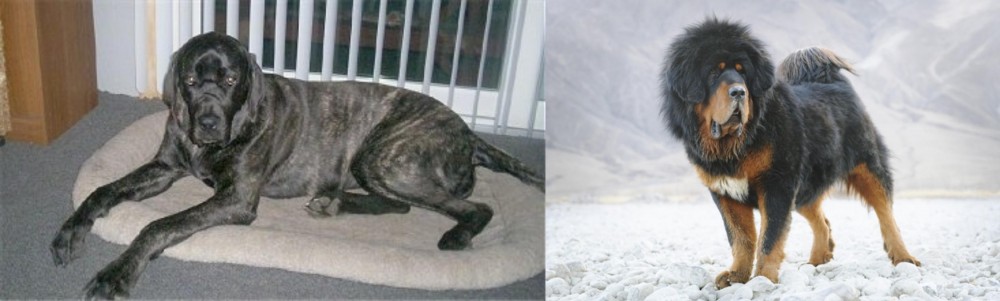 Tibetan Mastiff vs Giant Maso Mastiff - Breed Comparison