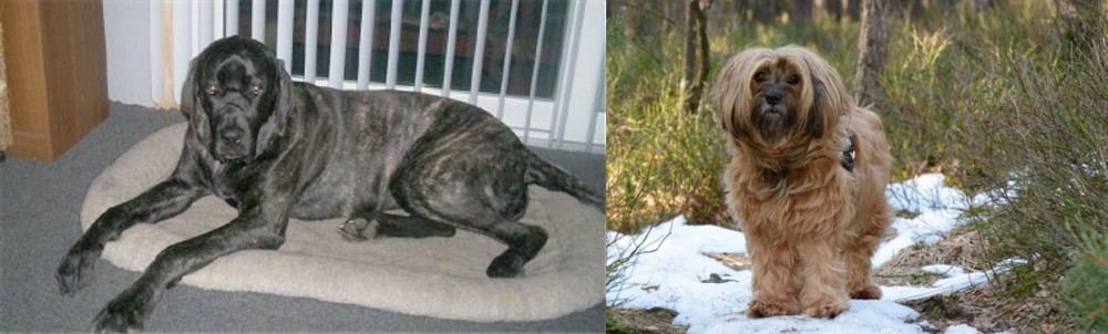 Tibetan Terrier vs Giant Maso Mastiff - Breed Comparison
