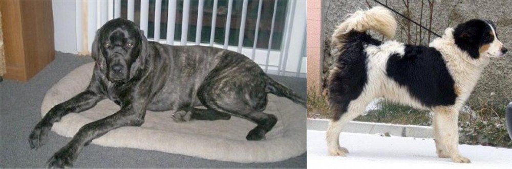 Tornjak vs Giant Maso Mastiff - Breed Comparison