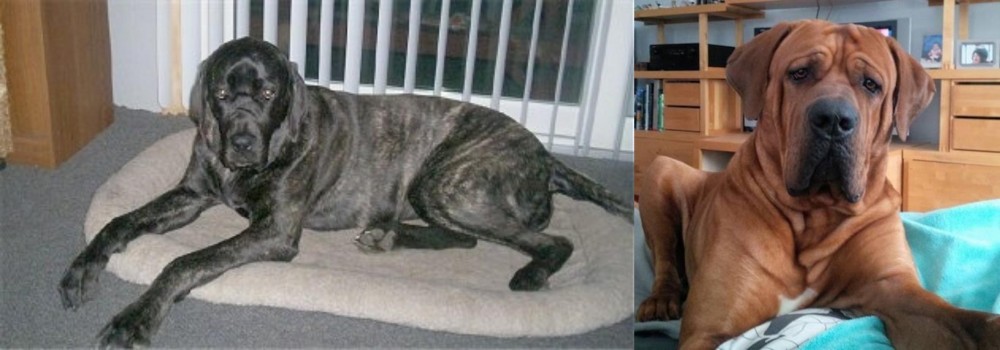 Tosa vs Giant Maso Mastiff - Breed Comparison