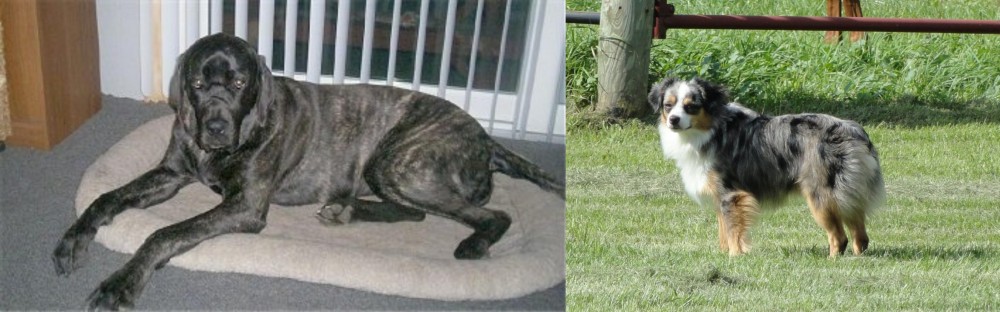 Toy Australian Shepherd vs Giant Maso Mastiff - Breed Comparison