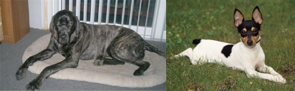 Toy Fox Terrier vs Giant Maso Mastiff - Breed Comparison