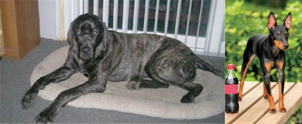 Toy Manchester Terrier vs Giant Maso Mastiff - Breed Comparison