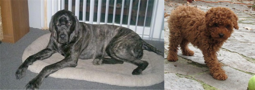 Toy Poodle vs Giant Maso Mastiff - Breed Comparison