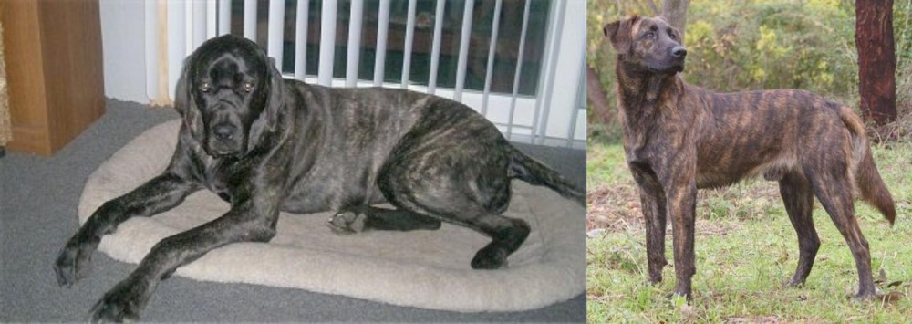 Treeing Tennessee Brindle vs Giant Maso Mastiff - Breed Comparison