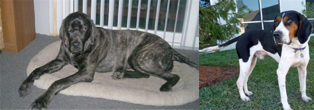 Treeing Walker Coonhound vs Giant Maso Mastiff - Breed Comparison