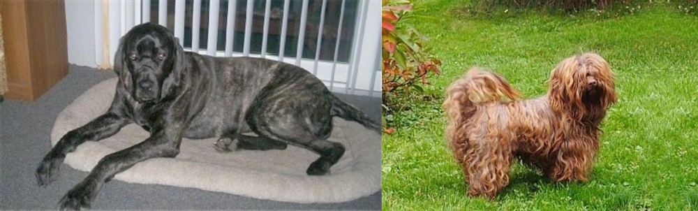 Tsvetnaya Bolonka vs Giant Maso Mastiff - Breed Comparison
