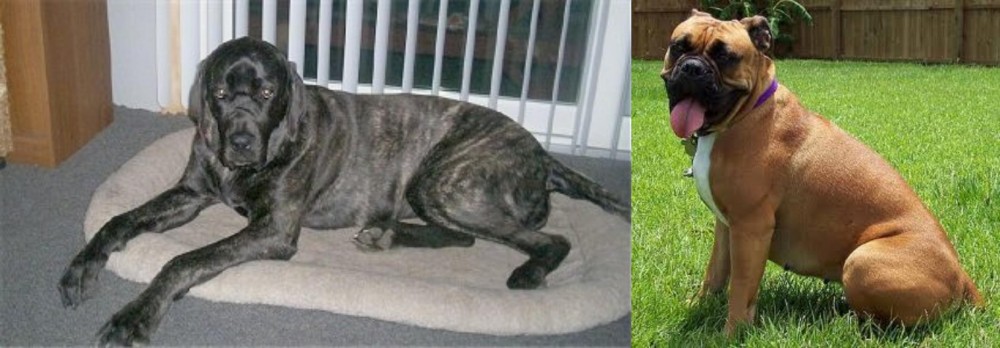 Valley Bulldog vs Giant Maso Mastiff - Breed Comparison