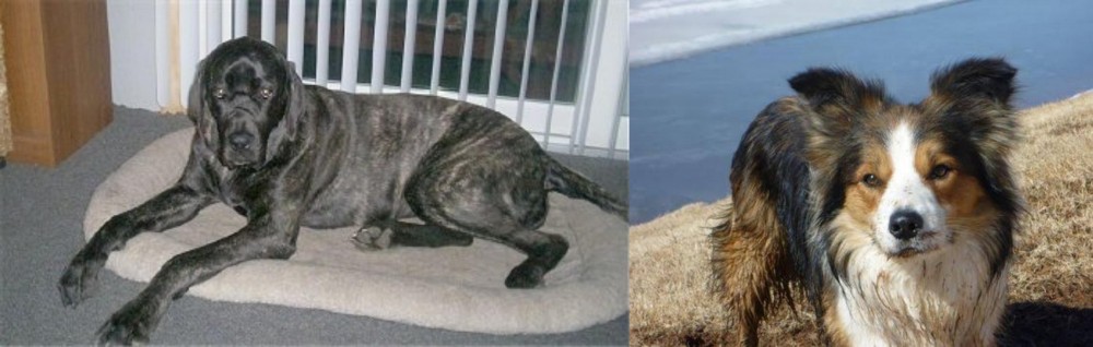 Welsh Sheepdog vs Giant Maso Mastiff - Breed Comparison