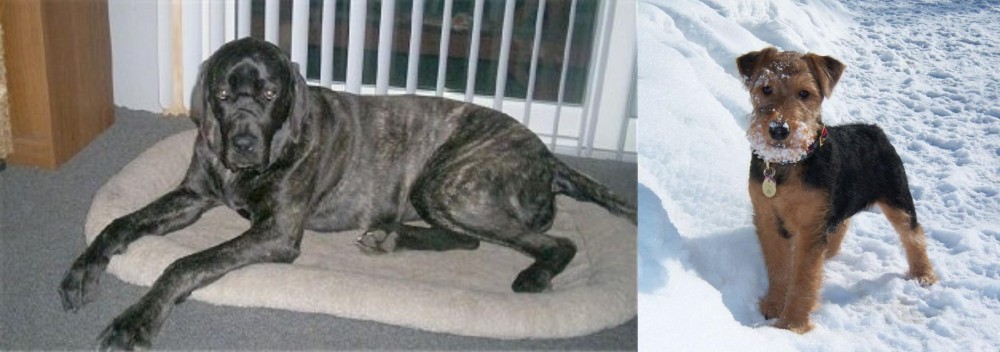 Welsh Terrier vs Giant Maso Mastiff - Breed Comparison