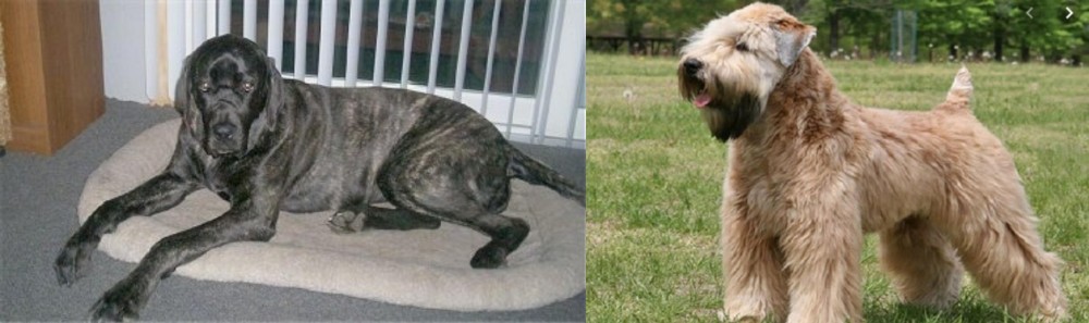 Wheaten Terrier vs Giant Maso Mastiff - Breed Comparison