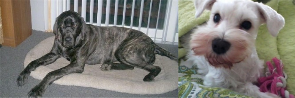 White Schnauzer vs Giant Maso Mastiff - Breed Comparison