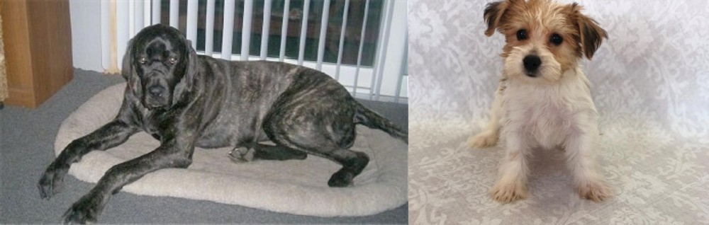 Yochon vs Giant Maso Mastiff - Breed Comparison