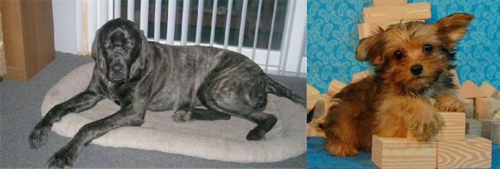 Yorkillon vs Giant Maso Mastiff - Breed Comparison